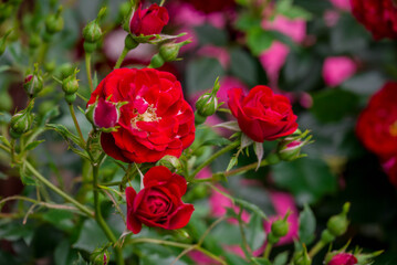 Photo of beautiful flowers in summer garden