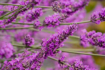 Photo of beautiful flowers in summer garden