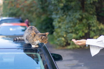 Calico Cat Sitting on Car Looking at Girl’s Outstretched Hand
