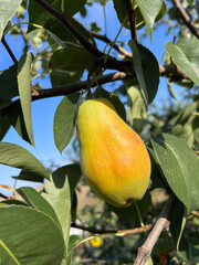 Ripe green pear hanging on leafy tree branch in orchard. Fresh seasonal fruit outdoors in sunlight