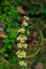 Photo of beautiful flowers in summer garden