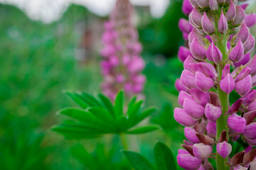 Photo of beautiful flowers in summer garden