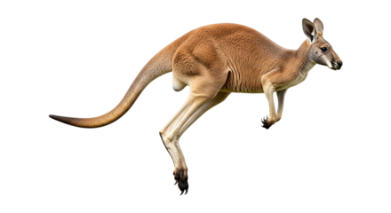 Red kangaroo jumping isolated on transparent background, largest marsupial from australia, animal wildlife in motion