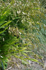 natural  image of fleat-ear grass (chasmanthium latifolium) during summerime