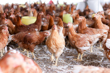 A lot of brown chicken in chicken farm