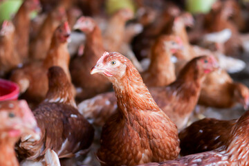 Close up of brown chicken in chicken farm