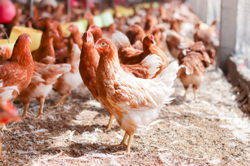 A lot of brown chicken in chicken farm