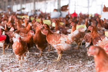 A lot of brown chicken in chicken farm