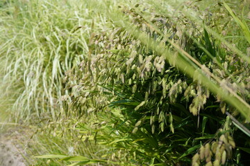 natural  image of fleat-ear grass (chasmanthium latifolium) during summerime