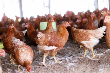 A lot of brown chicken in chicken farm