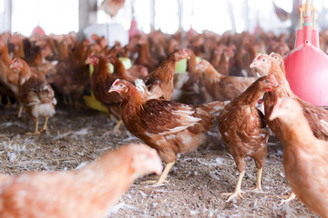 A lot of brown chicken in chicken farm