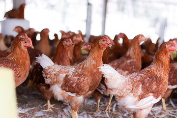 A lot of brown chicken in chicken farm