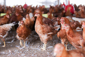 A lot of brown chicken in chicken farm