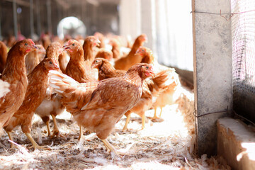 A lot of brown chicken in chicken farm © maybeiii