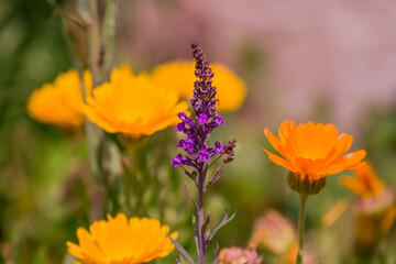 Photo of beautiful flowers in summer garden