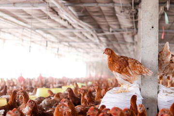 Close up of brown chicken in chicken farm © maybeiii