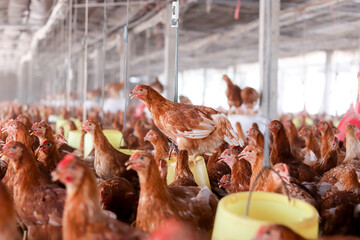 A lot of brown chicken in chicken farm © maybeiii