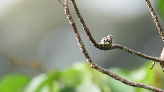 Whiskered Treeswift (Hemiprocne comata) mother bird incubates her young in a small nest on a branch.