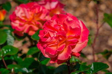 Photo of beautiful flowers in summer garden