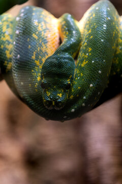 A green python close up