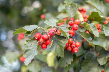 Cluster of Ripe Hawthorn Berries in Autumn