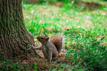 Obraz premium Photo of beautiful squerell in the garden