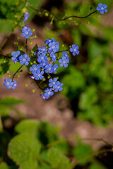 Photo of beautiful flowers in summer garden