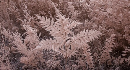 A delicate wild fern frond captured in an artistic, monochromatic reddish hue, showcasing intricate natural patterns in a meadow
