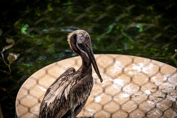 A pelican on the water 