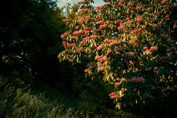 Blooming Tree with Pink Flowers in Summer Sunlight