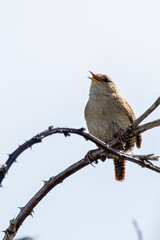 Eurasian Wren (Troglodytes troglodytes) Bull Island Dublin common in European woodlands and gardens