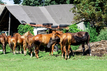  herd of horses stands near the shelter. There are old tires on the roof.