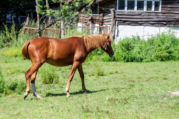 A horse walks across green meadow near the wall of an old house.
