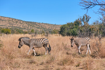 Naklejka premium Group of African zebras spotted at sunset during a safari game drive in Pilanesberg National Park, South Africa. The black-and-white striped animals graze and move together across the golden savanna
