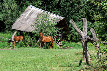 Two horses graze on green meadow near an old barn.