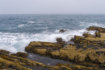 Russia, Murmansk region, Rybachy Peninsula. Cape Nemetsky, Barents Sea. August 2025