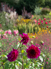 Brightly coloured dahlia flowers, photographed in late summer at Wisley garden, near Woking in Surrey UK