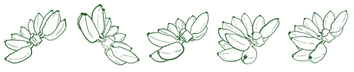 Banana Line Art Clipart Set – Hand Drawn Banana Bunch Illustration for Tropical Fruit, Food, and Botanical Design Projects