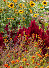 Stunning, colourful mix of wildlife friendly flowers including zinnia and red amaranth in the Fruit Garden at Wisley, Surrey UK. 