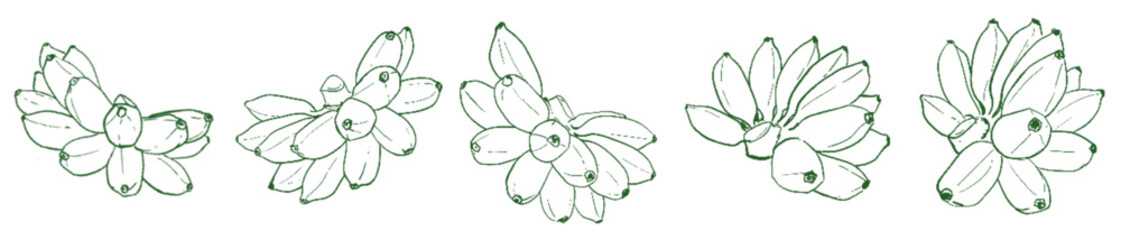 Banana Line Art Clipart Set – Hand Drawn Banana Bunch Illustration for Tropical Fruit, Food, and Botanical Design Projects