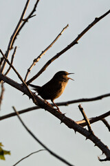 Eurasian Wren (Troglodytes troglodytes) Bull Island Dublin common in European woodlands and gardens