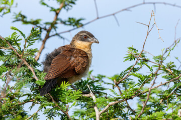 South Africa, Kruger National Park, Burchell's Coucal (Centropus Burchelli), juvenile
