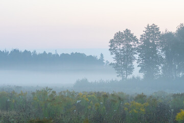 Autumn Dawn Mist at Field’s Edge with Goldenrod Flowers in Foreground