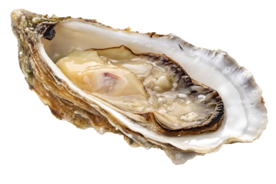 Fresh raw oyster seafood shellfish feast