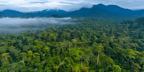 Fototapeta premium Aerial view of a vast dense lush green rainforest canopy with rolling hills and misty mountains in the background
