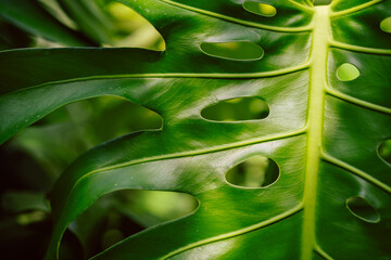 Close-Up of a Vibrant Green Monstera Leaf with Natural Texture © DimaBench