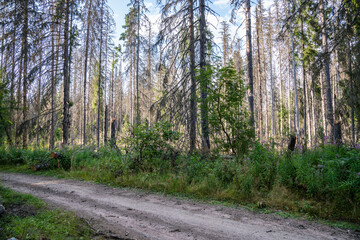 Dead and dying conifer trees affected by aggressive typographer beetle attack showing complete defoliation structural decay. Total tree mortality from insect infestation, widespread forest destruction