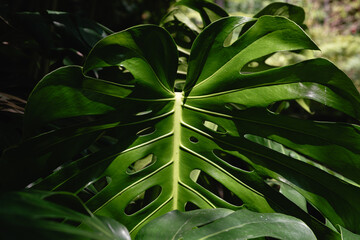 Close-Up of a Vibrant Green Monstera Leaf with Natural Texture © DimaBench