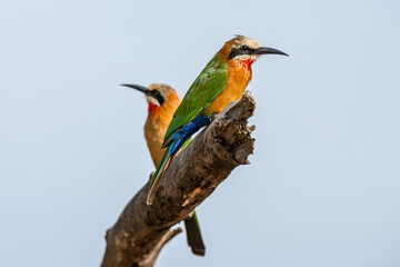 South Africa, Kruger National Park, White-fronted Bee-eater (Merops bullockoides)