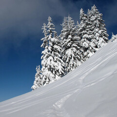 Snow covered firs, winter background, Switzerland.